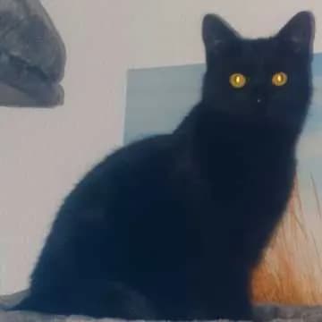 Willi
