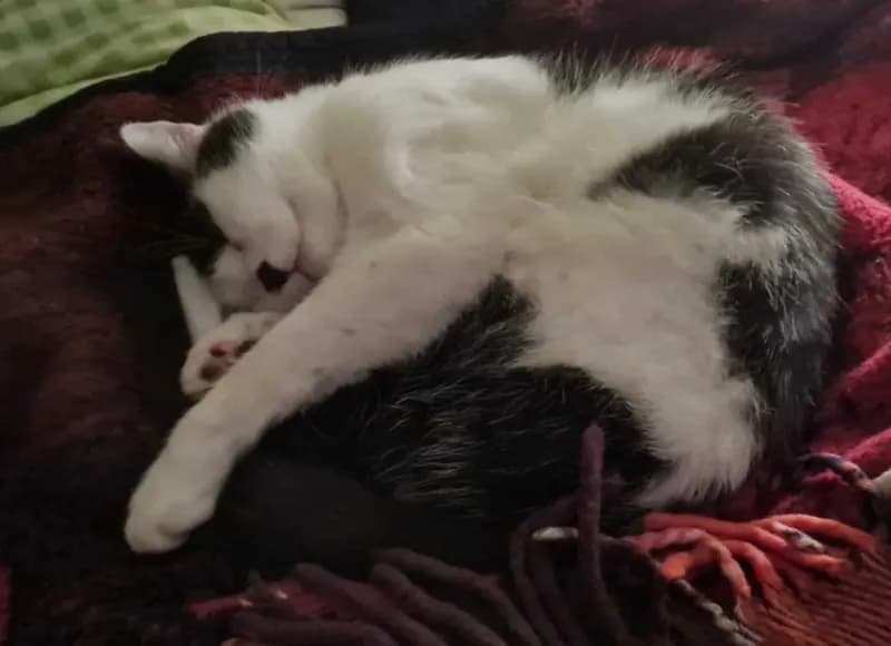 Sammy