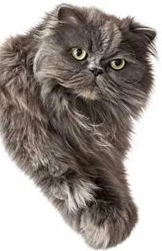 Pascha