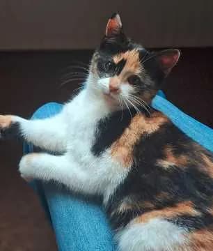 Mika