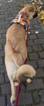 Trudi