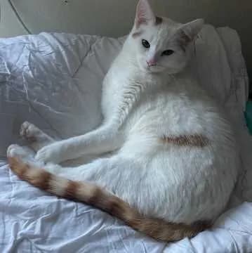 Balu