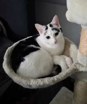 Yuki