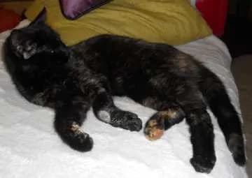 Feline