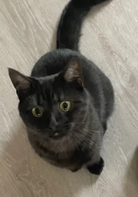 Nugget