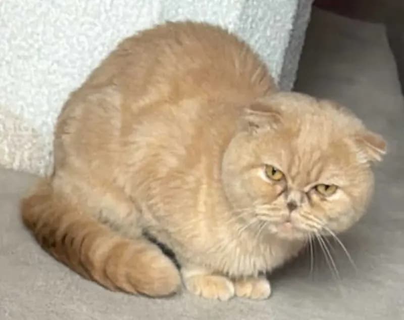 Riui