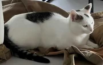Milo