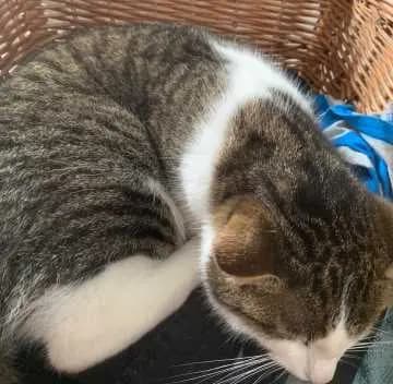 Leo