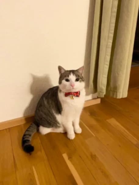 Kitty