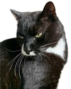 Isildur