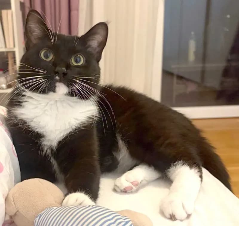 Findus