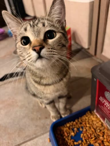 Bean, Sunland
