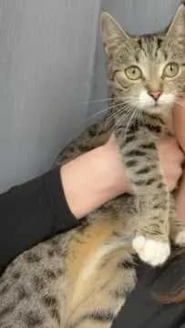 Nala