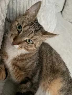 Söckchen