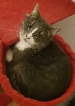 Hera