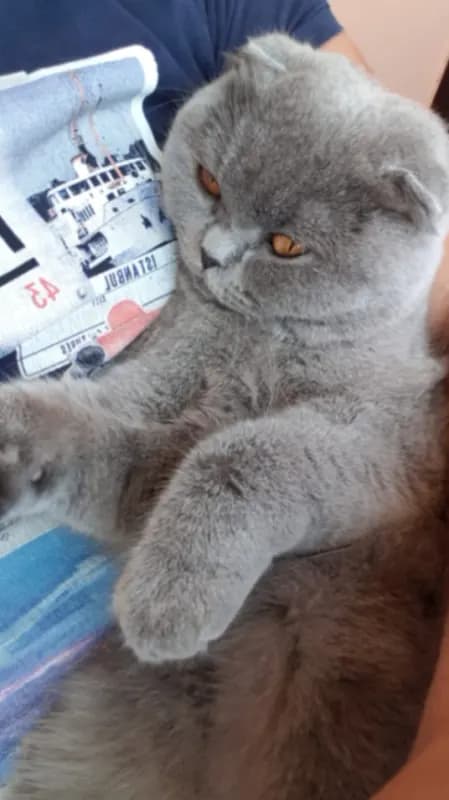 Mia