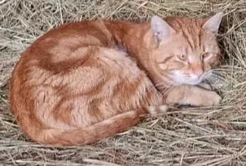Tigger