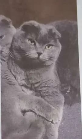 Loki