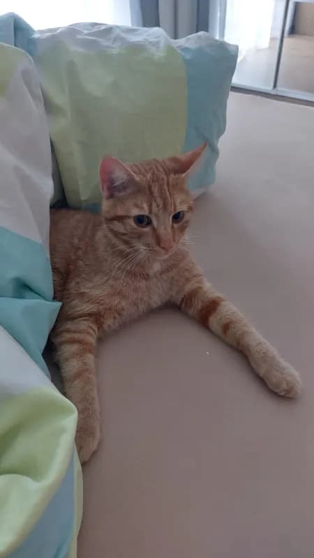 Simba