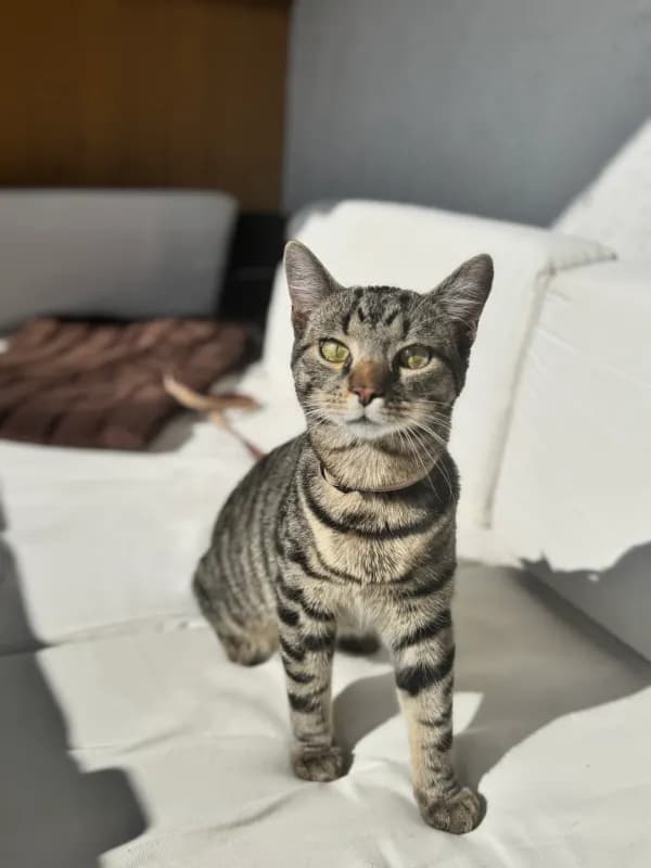 Hugo