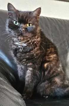 Zorro
