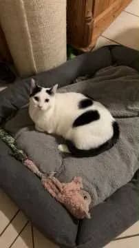Finn