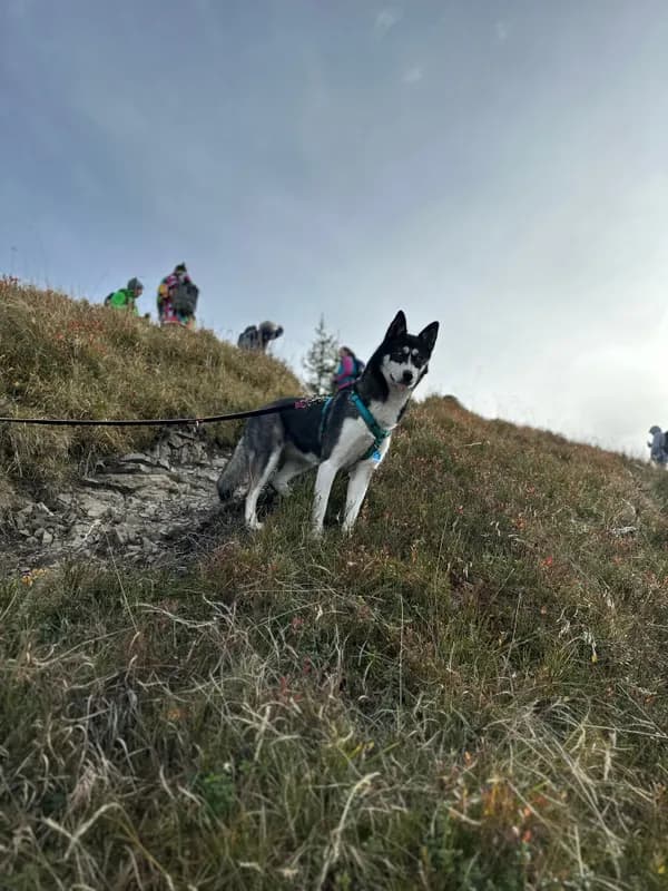 Laika