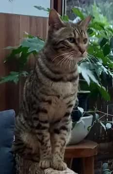 Leon