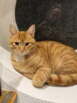 Simba