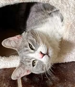 Gandalf