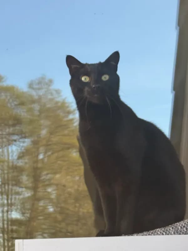 Findus
