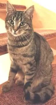 Felix