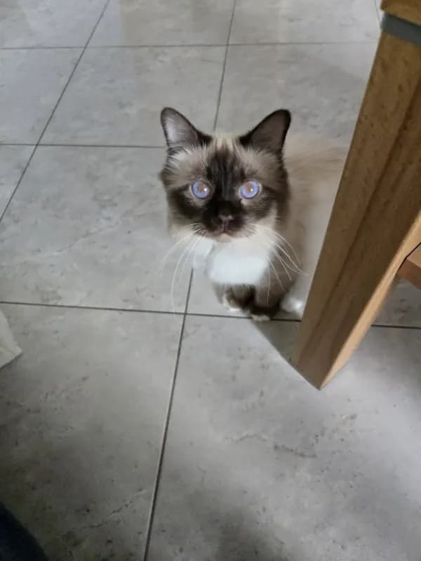 Theo