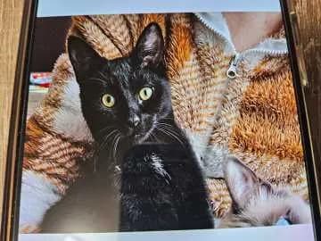Blacky