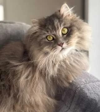 Balu