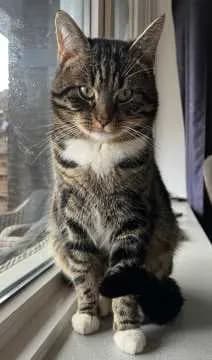 Pip