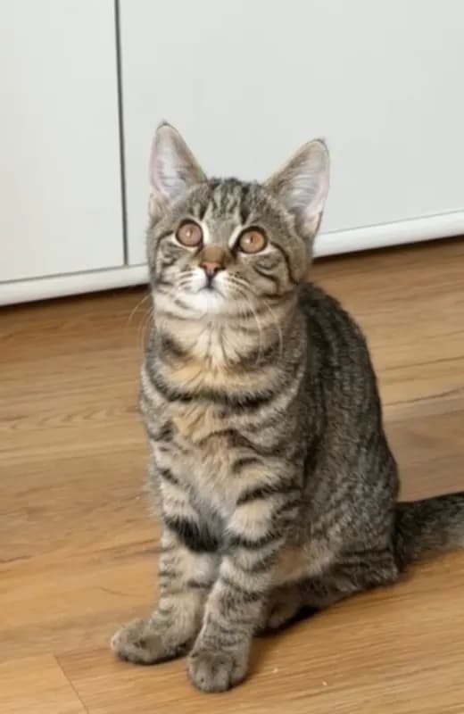 Lio