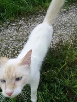 Flauschi