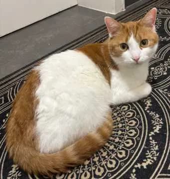 Simba