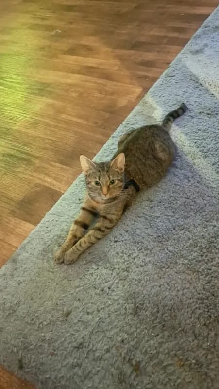Susi