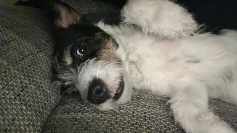 Bella