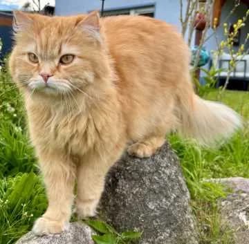 Wallace