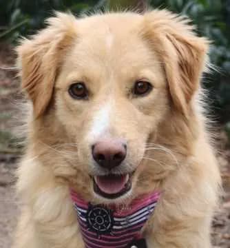 Ronja