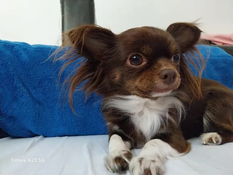 Cruella