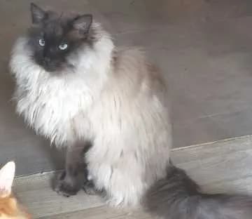 Kuzya