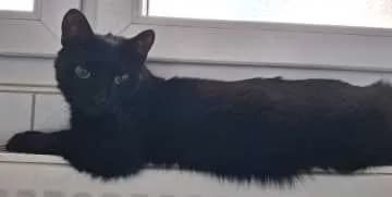 Bubbi