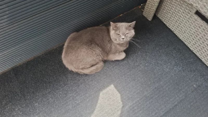 Chico