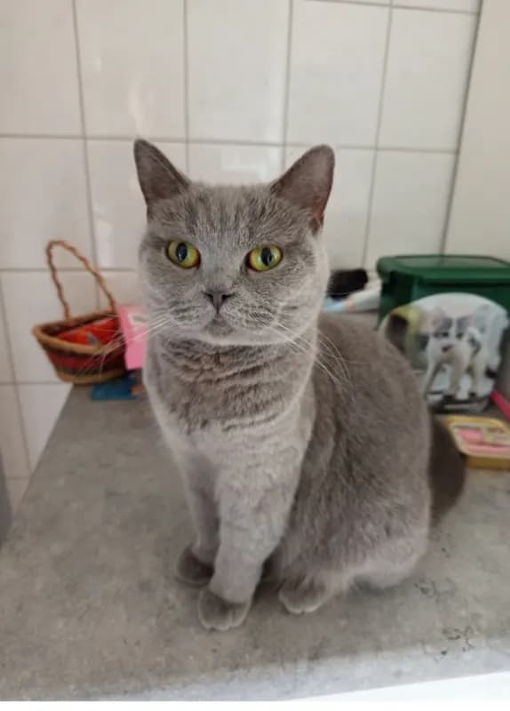 Molly