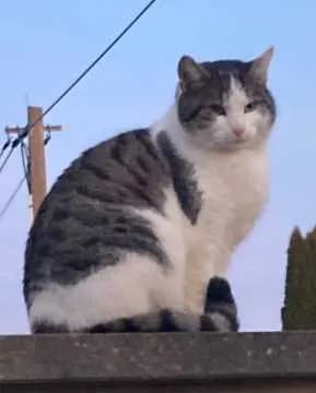 Kiki