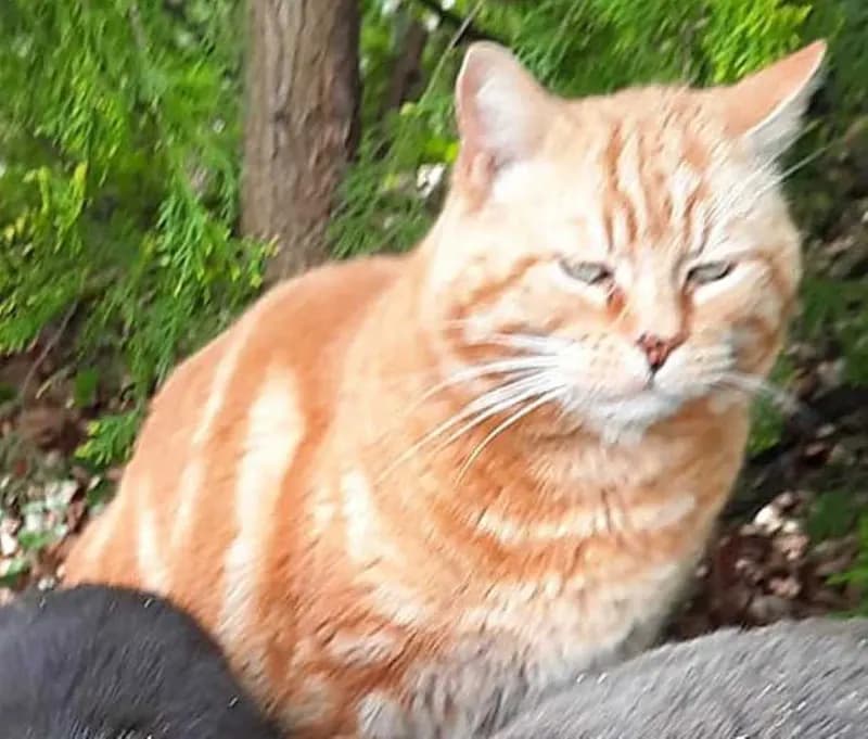 Big Red Garfield
